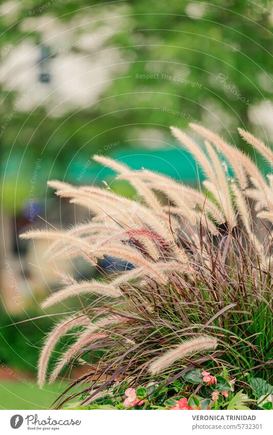 Ziergras zart getopft Pflanzen Natur Gras optische Attraktivität versalität Schönheit der Natur