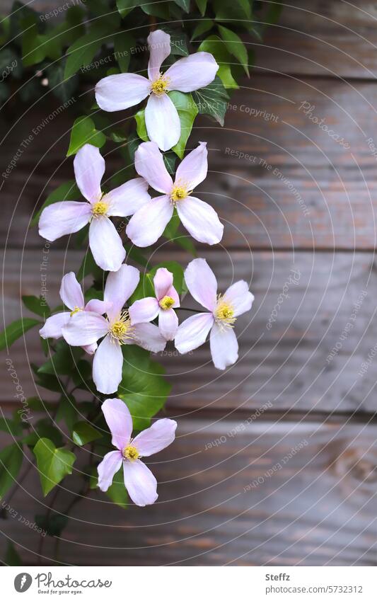 blühende Clematis vor einer Holzwand Blütenzweig Frühlingsblumen Blütenblätter Blümchen rosa Triebe Rankenpflanze Kletterpflanze Klematis Holzbretter