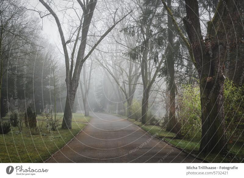 Nebel auf dem Weg durch den Park Parkanlage Morgennebel Nebelschwaden trüb feucht kühl Bäume Äste und Zweige Gras Wiese Büsche Sträucher Natur Landschaft