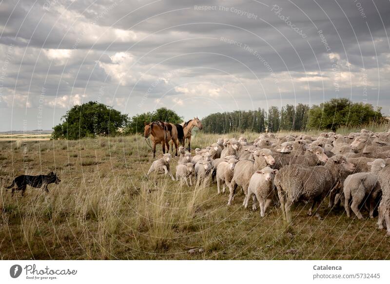 Lebe lieber ungewöhnlich |  und halte deine Schafe selbst zusammen (ohne Zweibeiner) Umwelt Natur Flora Fauna Tier Hund Pferd Landschaft Nutztier Landwirtschaft