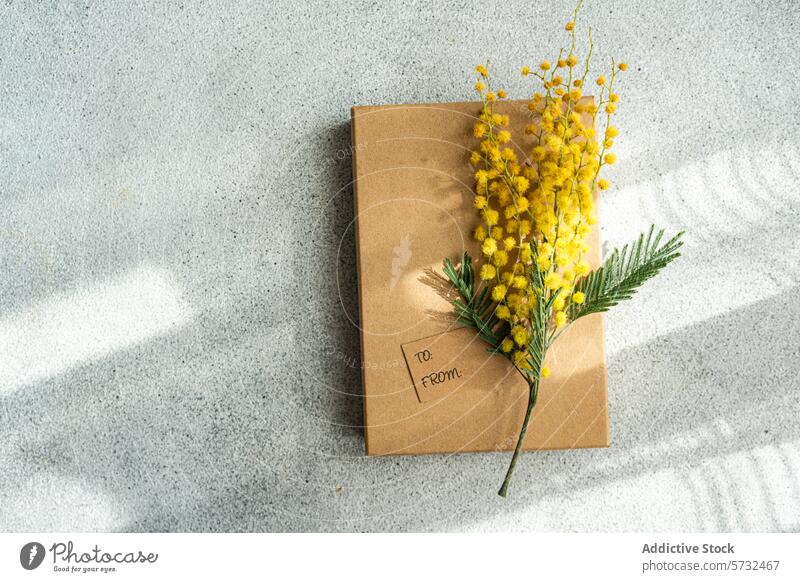 Helle Mimosenblüten auf braunem Papierumschlag Blume Kuvert grau Oberfläche texturiert hell gelb Blüte Blütezeit Flora botanisch Pflanze Dekoration & Verzierung