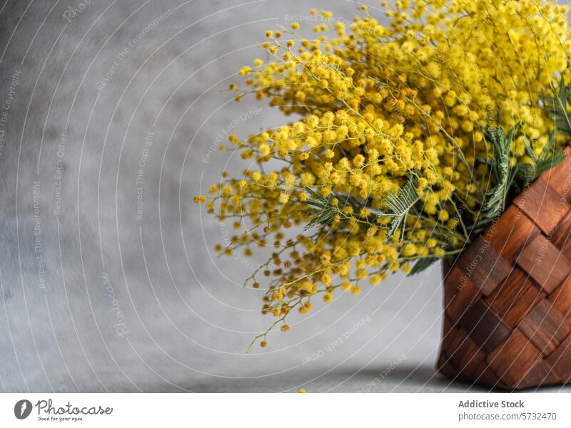 Leuchtend gelbe Mimosenblüten in einem geflochtenen Korb Blume gewebt Holz Blumenstrauß hell pulsierend traditionell grauer Hintergrund Pflanze Flora
