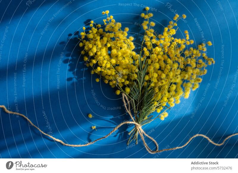 Mimosenblütenbündel auf blauem Hintergrund Blume Blumenstrauß gelb Garn gebunden Schatten weich botanisch natürlich Pflanze pulsierend Farbe Feier