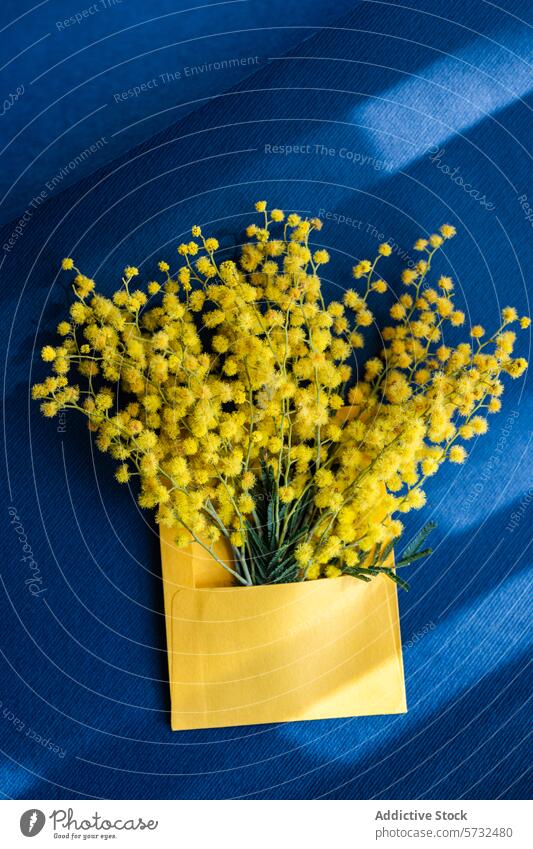 Leuchtend gelbe Mimosenblüten im Umschlag auf blauem Hintergrund Blume Kuvert Textur Frühling hell pulsierend frisch Flora botanisch Dekoration & Verzierung