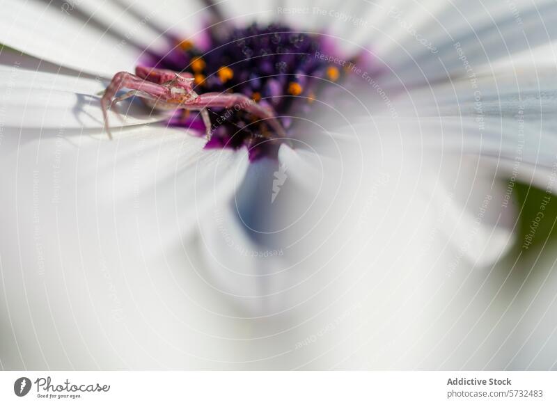 Nahaufnahme einer Krabbenspinne, die mit dem weißen Blütenblatt einer Osteospermum verschmilzt, mit einem weichen Fokus auf das violette Herz der Blume Spinne