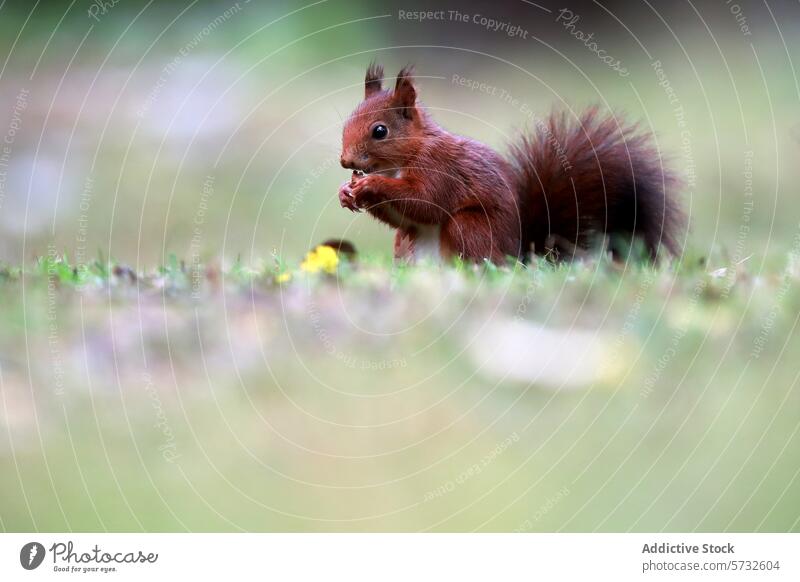Rotes Eichhörnchen knabbert in einer ruhigen Umgebung rot Nut Essen Tierwelt Natur Säugetier Nagetiere 598079 Gelassenheit Feld füttern klein fluffig Leitwerke