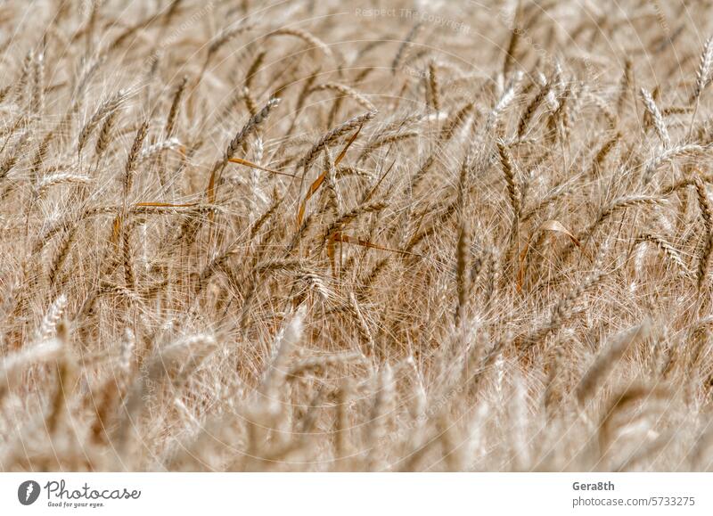 Muster der Weizenähren auf dem Feld agrar landwirtschaftlich Ackerbau Agronomie Hintergrund Klima Farbe Ernte kultivieren Kultur Tag Bauernhof Landwirtschaft