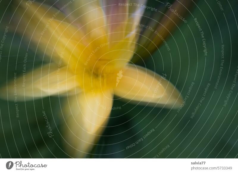 gelbe Lilienblüte mit Bewegungsunschärfe abstrakt Blüte grün ICM ICM-Technik abstrakte Fotografie verschwommen Unschärfe unscharf geöffnet Frühling Natur