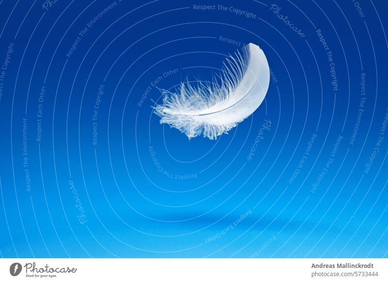 eine weiße Feder schwebt über einem blauen Hintergrund, Studio fliegend Schweben klein fallend in der Luft leicht Schwan weich Vogel Licht zerbrechlich Konzept