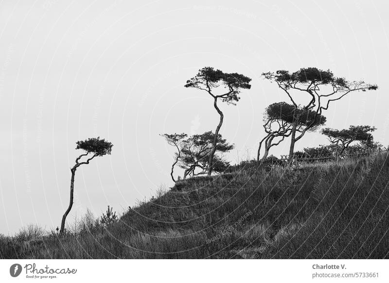 Tanzende Bäume I Vom Wind geformte Bäume auf einer Anhöhe Außenaufnahme Hügel Baum Landschaft Natur Gras windzerzaust Schwarzweißfoto Menschenleer Jägerzaun
