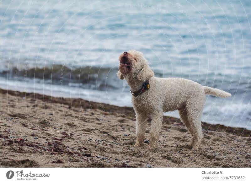 Mit den Wölfen heulen | Wollweißer, lockiger Hund steht am Meeresstrand und heult weißer Hund Haustier Tier Tierporträt Im Freien Außenaufnahme Strand Natur