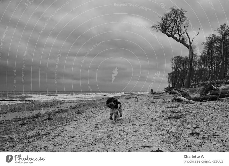 Lass gehen, Wetter wird schlechter I Zwei Hunde laufen bei schlechtem Wetter einen wilden Strand entlang Ostsee Ostseestrand Meer Sand Bäume Haustiere 2 Hunde