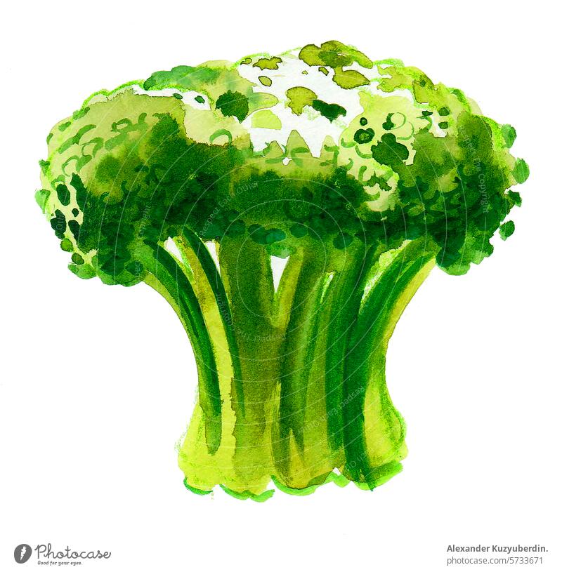 Grüner Aquarell-Blumenkohl. Handgezeichnete Illustration im Retro-Stil Gemüse Lebensmittel Veganer Vegetarier Wasserfarbe Malerei Zeichnung Skizze grün