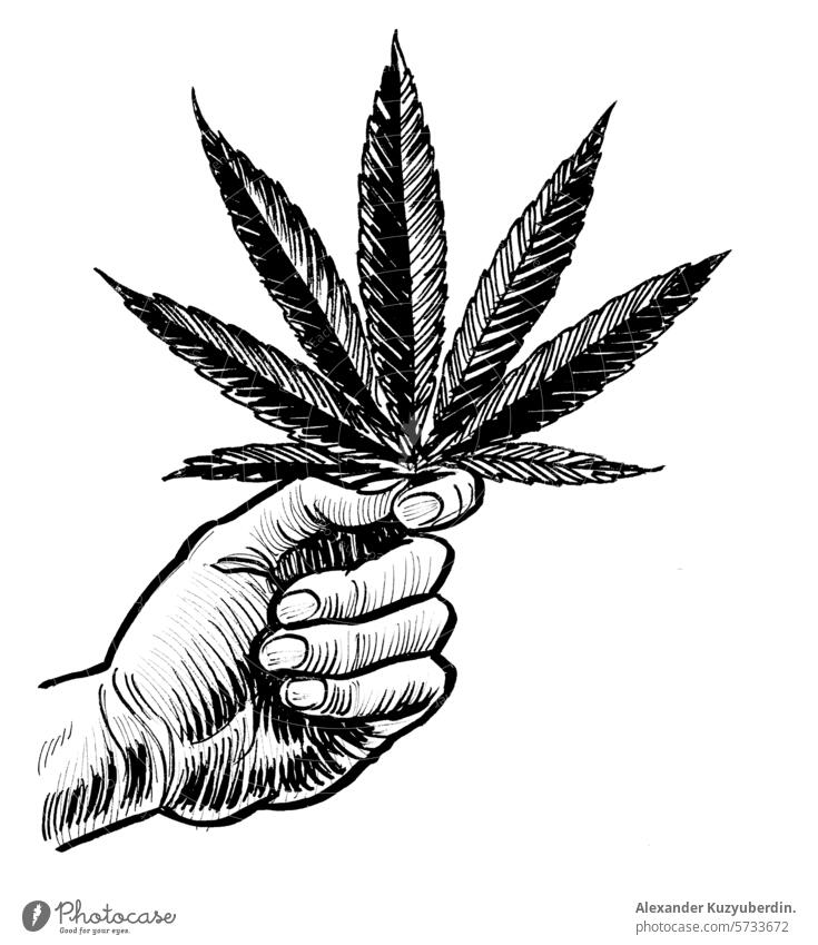 Hand hält Cannabisblatt. Handgezeichnete Illustration im Retro-Stil Blatt Beteiligung Topf Unkraut Kunst Kunstwerk Zeichnung Skizze Tusche schwarz auf weiß