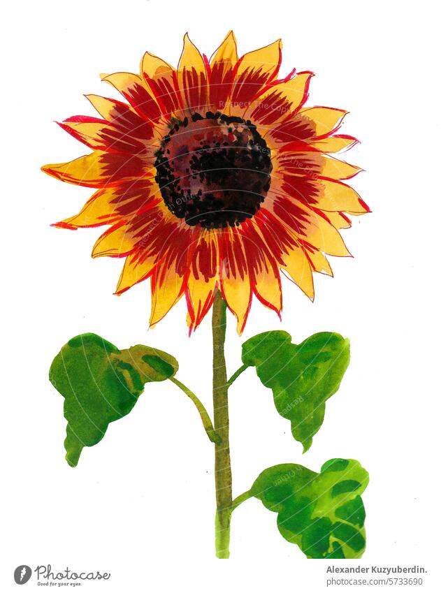 Aquarell Sonnenblume. Handgezeichnete Illustration im Retro-Stil Blume Blüte Natur Malerei Sommer Kunst Kunstwerk Zeichnung Skizze