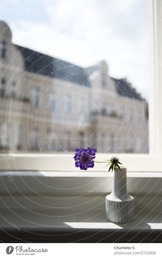 Minimaldeko I Skabiose in weißer Vase auf Fensterbrett weiße Vase Blumenarrangement Innenaufnahme Dekoration & Verzierung Blüte Blühend Farbfoto Lichteinfall