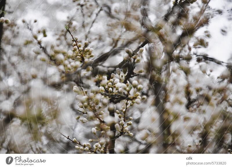 Blütezeit | endlich Frühling! | ein Baum voller Knospen und Blüten. blühen blühend Kirsche Kirschblüte wild frisch erblühen aufblühen weiss dicht an dicht Fülle