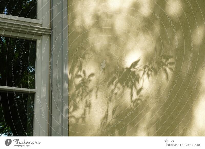 Schatten eines Baumes an der Hauswand neben einem Fenster Schattenspiel Schattenwurf Licht und Schatten Lichteinfall Baumschatten Baumschattenwand