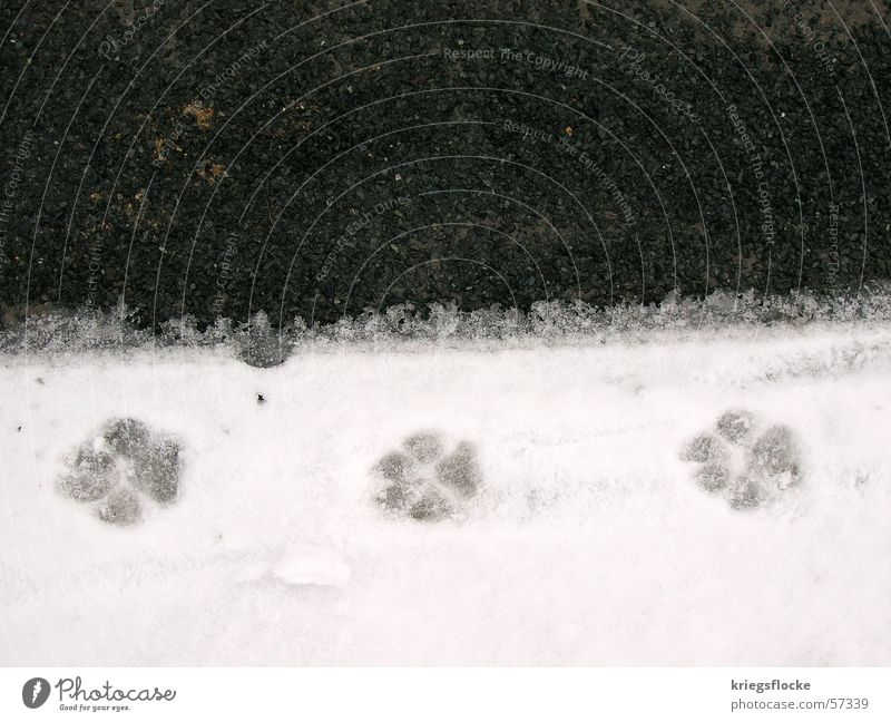 die dreisten 3 Schnee Straße Hund Pfote Fußspur schwarz weiß Asphalt Gassi gehen Außenaufnahme Textfreiraum oben Vogelperspektive Abdruck Symbole & Metaphern