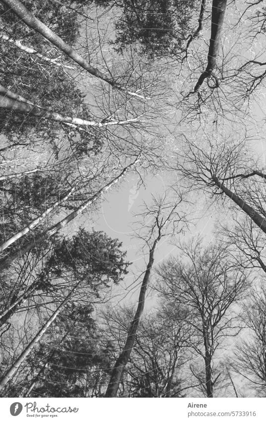 Ich glaub, ich steh im Wald Froschperspektive Baum Äste groß Himmel schwarz Silhouette Wachstum Baumstamm hoch Bäume Laubbaum Zweige u. Äste Winter Geäst