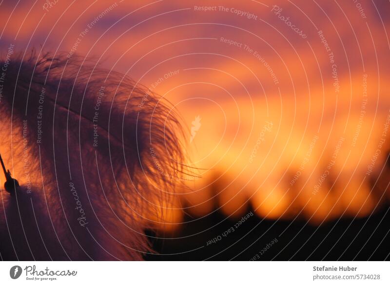 Zarte Feder vom Traumfänger vor leuchtendem Abendhimmel Landschaft Sonnenuntergang Sonnenuntergangsstimmung verträumt Dämmerung Licht Natur Horizont traumhaft