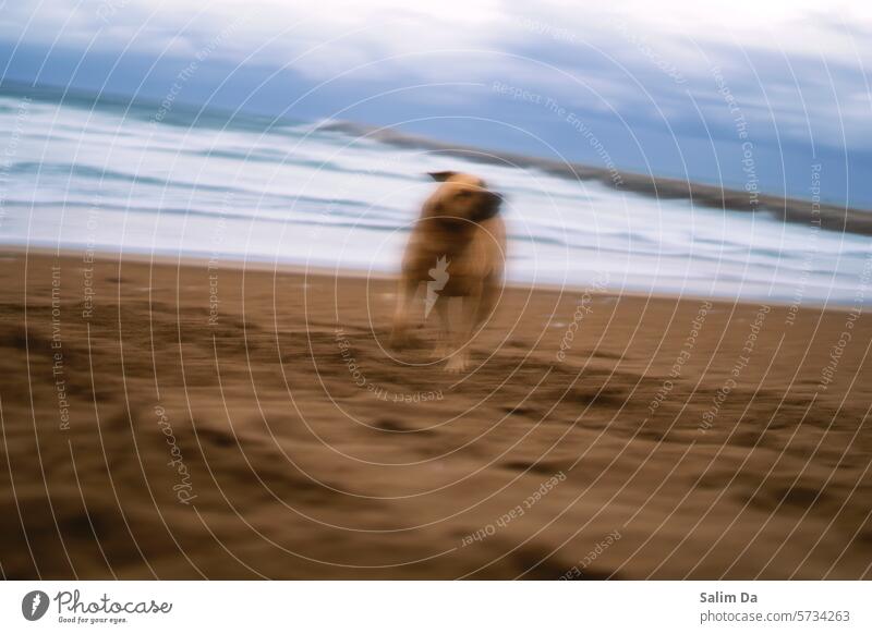 Kunst der Bewegungsunschärfe. Ästhetische Aufnahme eines Hundes in einer natürlichen Umgebung Unschärfe verschwommen verschwommene Bewegung Kunstwerk