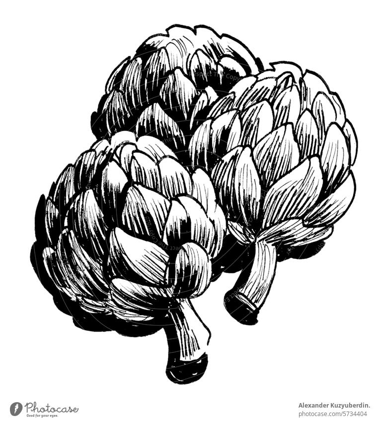 Strauß Artischocken. Handgezeichnete Illustration im Retro-Stil Gemüse Lebensmittel Kunst Kunstwerk Zeichnung Skizze Clip-Art Grafik u. Illustration