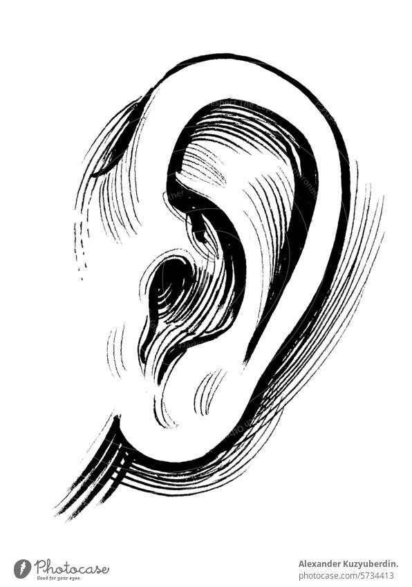 Menschliches Ohr. Hand gezeichnet Retro-Stil Illustration anotamy menschlich Kunst Kunstwerk Zeichnung Skizze Tusche schwarz auf weiß