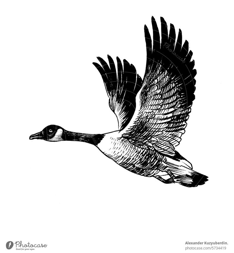Fliegende Gans. Handgezeichnete Illustration im Retro-Stil Hausgans Vogel Tier fliegen Kanada Natur Tierwelt Kunst Kunstwerk Zeichnung Skizze Tusche
