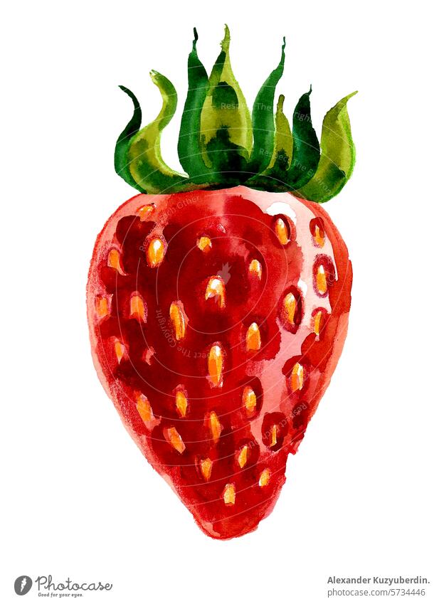 Aquarell-Erdbeere. Handgezeichnete Illustration im Retro-Stil Erdbeeren Beeren Frucht rot saftig Wasserfarbe Kunst Kunstwerk Zeichnung Skizze