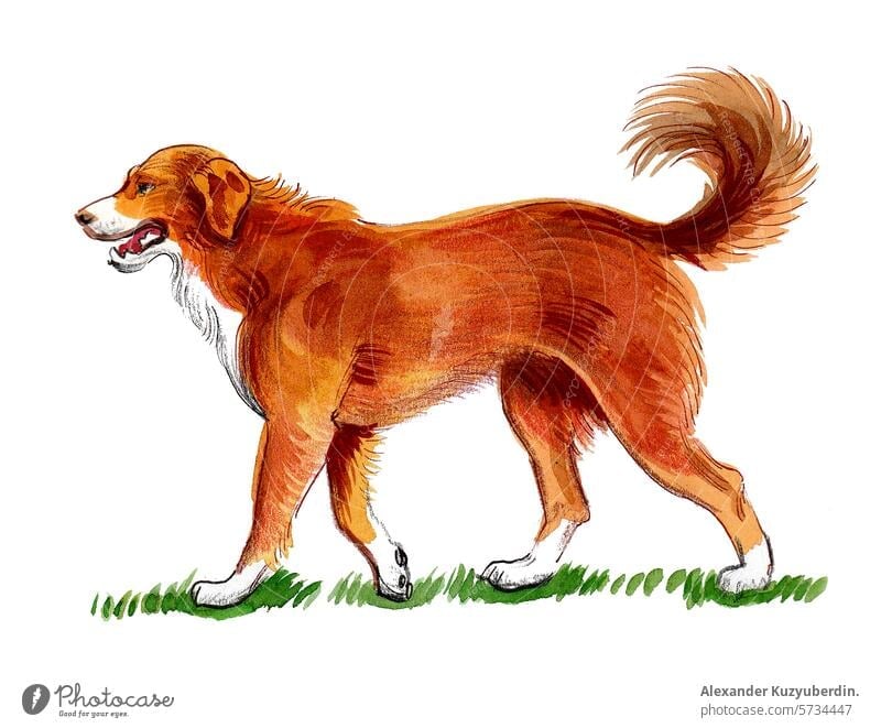 Großer Hund läuft auf grünem Gras. Hand gezeichnet Retro-Stil Illustration Haustier Tier Natur Kunst Kunstwerk Zeichnung Skizze Wasserfarbe
