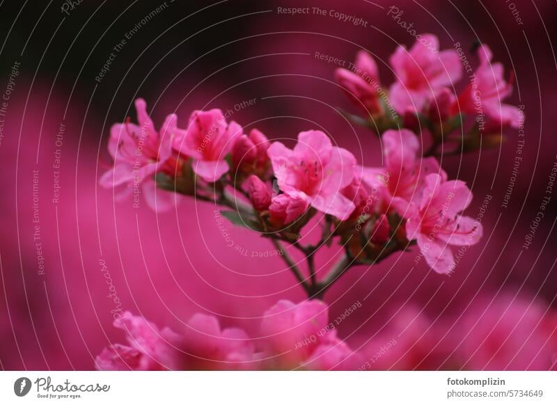 Azaleen-Blüte Blume pink rosa magenta farbenfroh Sommer Flora Blüten Pflanze Azaleenblüte Garten