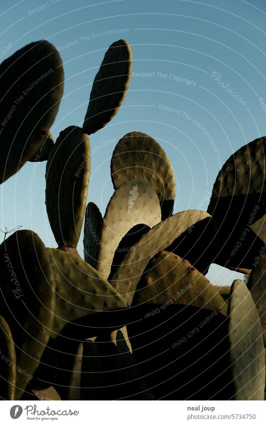 Blätter eines Feigenkaktus im Schattenspiel der Morgensonne Pflanze Kaktus grafisch Licht und Schatten Kontrast Licht und Schattenspiel natürliches Licht
