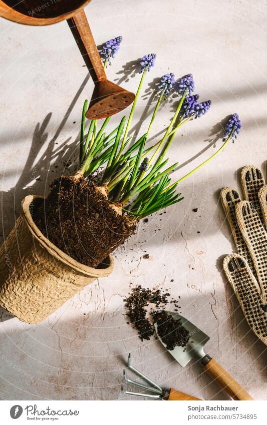 Ein Hyazinthe Blumentopf und Gartenwerkzeug gartenwerkzeug Frühling Pflanze Wachstum Saison Hobby Natur Gießkanne Gartenhandschuhe Tisch grau Draufsicht