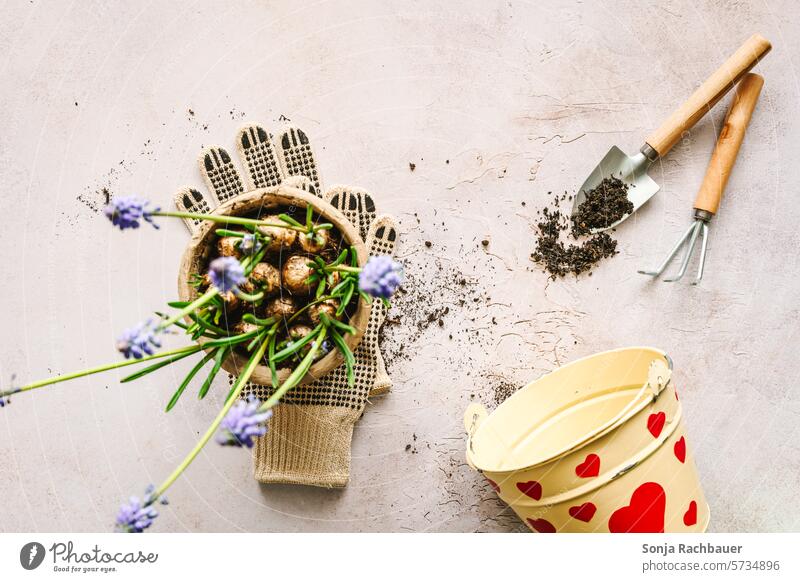Ein Hyazinthe Blumentopf und Gartenwerkzeug auf einem Tisch. Draufsicht. gärtnern Frühling Wachstum wachsen Hobby Gartenarbeit Freizeit & Hobby Pflanze grün