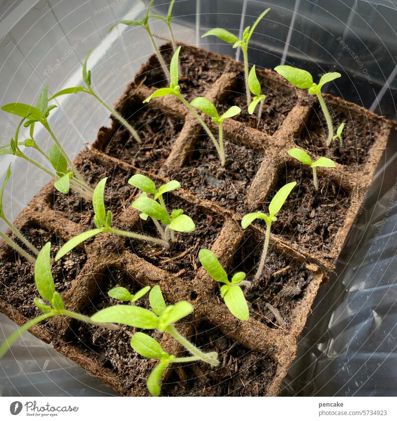 Tomatenpflanzen vorziehen Fensterbank Pflanze Keim keimen Frühjahr Garten vorbereiten Zucht züchten Wachstum Gartenarbeit Gemüse wachsen