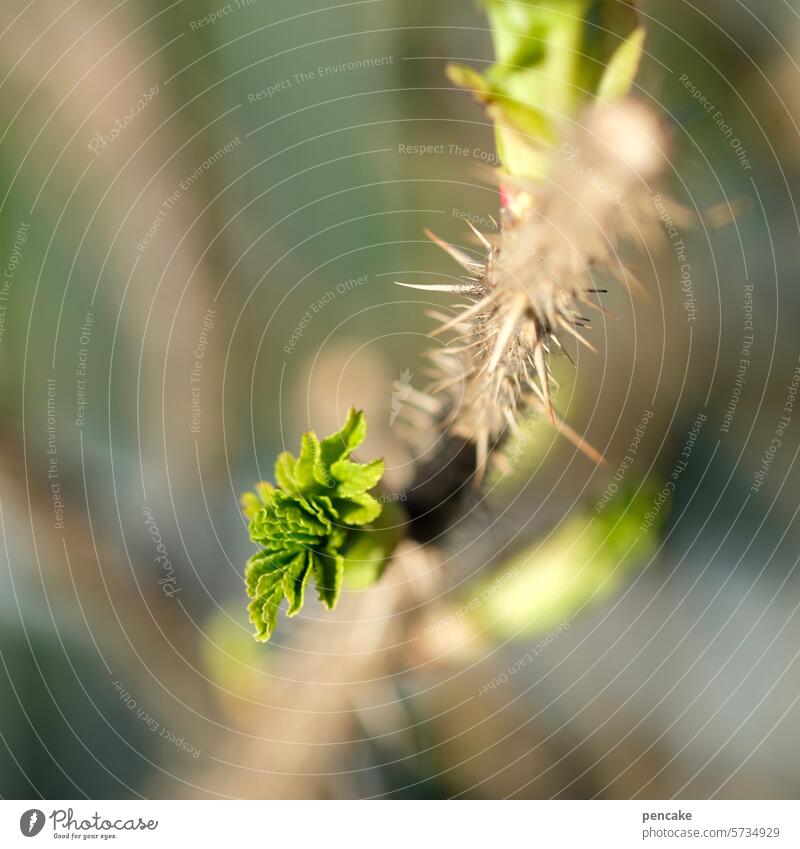 nur gucken, nicht anfassen Heckenrose Stacheln gefährlich Triebe jung Busch Zweig Frühling Wachstum grün Nahaufnahme Schwache Tiefenschärfe