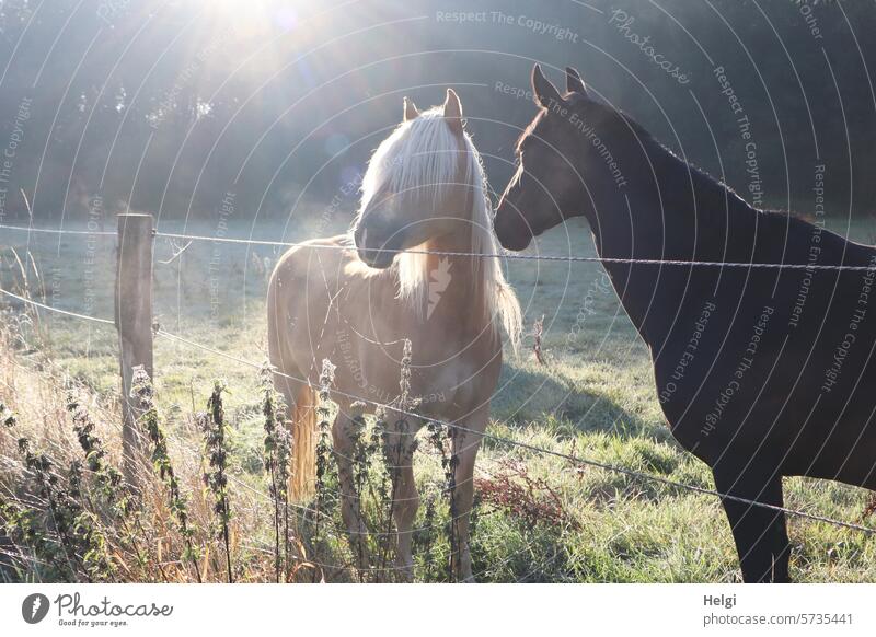 zwei Pferde im Morgennebel Wiese Weide stehen Sonnenlicht Gegenlicht Zaun Pflanze Natur Außenaufnahme Tier Gras Landschaft Menschenleer Nutztier Farbfoto Umwelt