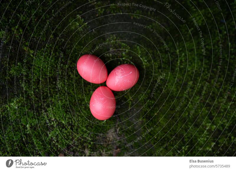 Pinke Eier auf Moos Ostern Ostereier bunte Eier Lebensmittel Feste & Feiern Frühling drei moos natur grün pink Osterfeiertage Ernährung gekochte Eier