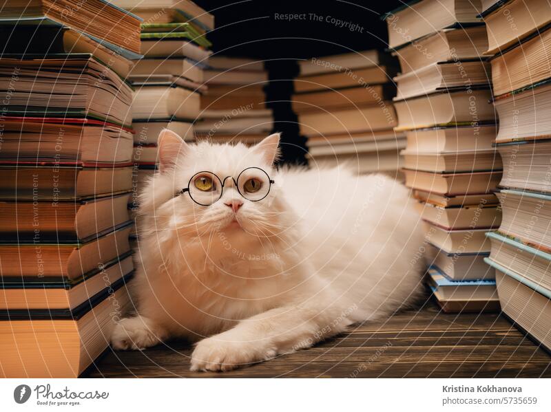 Porträt einer flauschigen Katze mit runder Brille zwischen Bücherstapeln in einer Bibliothek. Hauswissenschaftler Kätzchen. Student Haustiere, Schnurrhaar in der Schule. Intelligentes Tier. Bildung, Wissenschaft, Wissen Konzept.