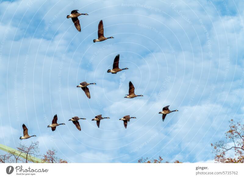 Wildgänse im Flug zurück nach Hause Himmel Wolken fliegen Vogelflug Vögel Freiheit Vogelschwarm Zugvogel Zugvögel Tiergruppe Bewegung Natur Wildtier