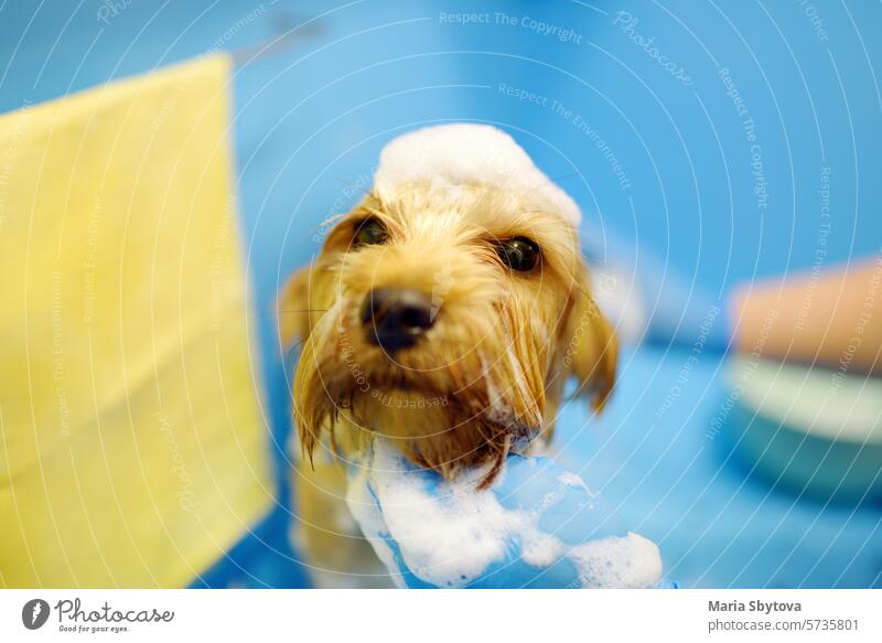 Hundepflege-Salon. Geschickte weibliche Groomer Waschen niedlichen Terrier Hund mit Shampoo. Haustierpflege in der Tierklinik. Pflege Wasser Hygiene