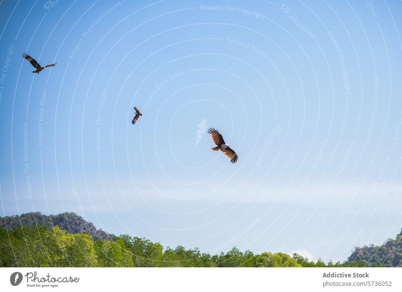 Majestätische Adler gleiten mühelos gegen den klaren blauen Himmel über der grünen Landschaft des Langkawi-Archipels, Malaysia schwebend Inselgruppe malaysia
