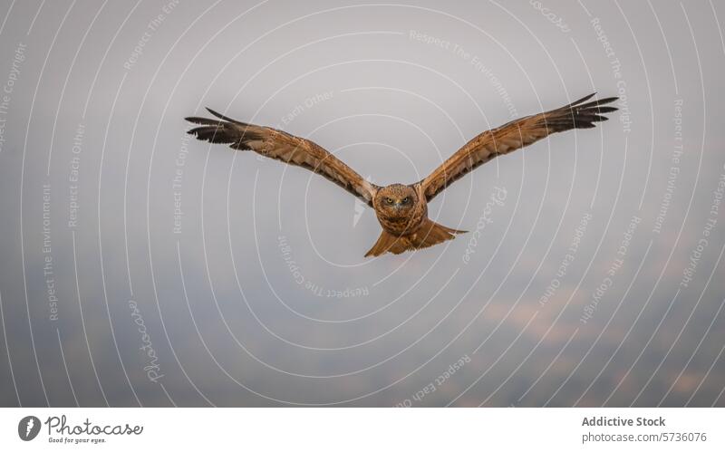 Eine Rohrweihe dominiert den Himmel, mit ausgebreiteten Flügeln schwebt sie anmutig über den Feldern von Lleida Flug schweben lleida Raptor Vogel Raubtier