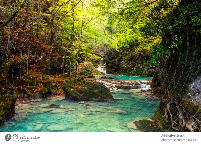 Üppiges Grün umgibt das ruhige türkisfarbene Wasser, das in Kaskaden durch den Urbasa Forest fließt und eine ruhige, magische Landschaft schafft. urbasa Wald