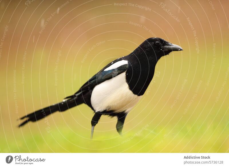 Elster in ihrem natürlichen Lebensraum mit Regentropfen Vogel Gefieder gleißend schwarz weiß gedämpft Hintergrund Tierwelt Natur im Freien Schnabel Federn nass
