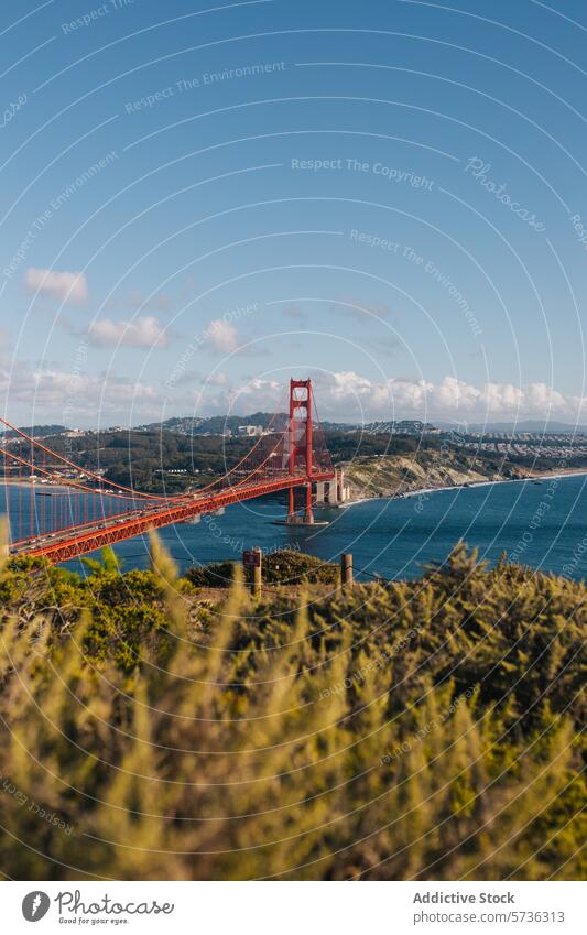 Eine einzigartige Perspektive auf die Golden Gate Bridge, eingerahmt von der üppigen Küstenvegetation unter dem weiten blauen Frühlingshimmel San Francisco