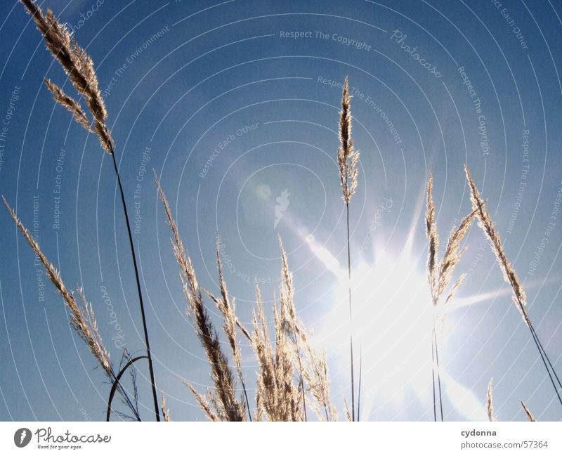 Ich bin geblendet. Halm Gras Schilfrohr blenden Physik Licht Eindruck Makroaufnahme Nahaufnahme Sommer Sonne blau Himmel Beleuchtung Wärme Schönes Wetter Natur