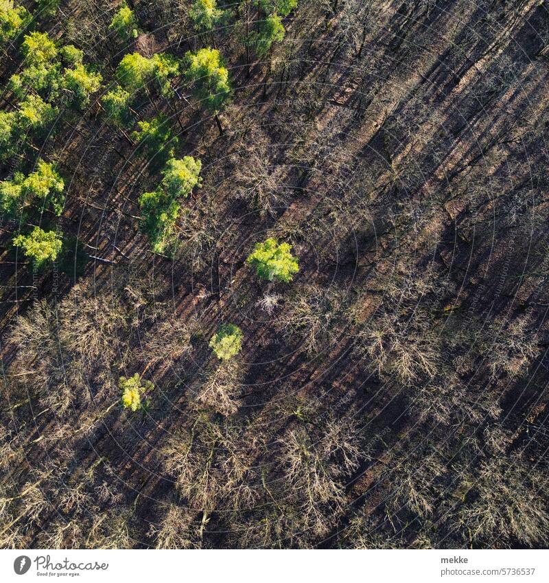 Mischwald im Winter Wald Bäume von oben Vogelperspektive Natur grün Drohne Jahreszeiten Umwelt Sonnenlicht Äste und Zweige Herbst Zweige u. Äste
