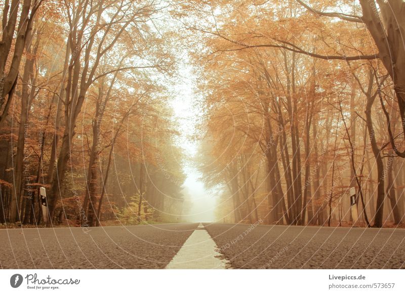 Straße durch den Herbst Umwelt Natur Landschaft Pflanze Wasser Himmel Nebel Baum Blatt Park Wald Verkehr Verkehrswege Wärme weich Gelassenheit ruhig Farbfoto